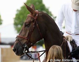 Russian showjumper with Akhal Teke blood in the pedigree