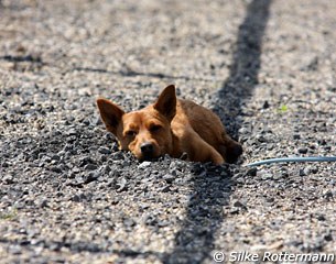 Dog in the sun