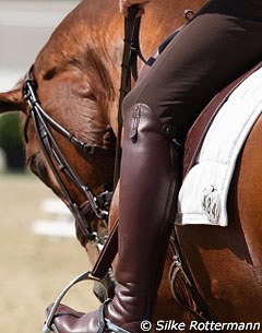 Horse with a spur oedema on his side