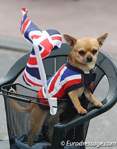 Union Jack Chihuahua