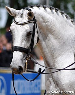 Donna Silver (by Don Schufro x Willemoes)