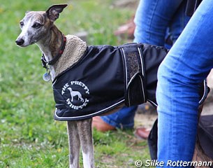 Sunny, the whippet