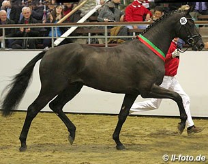 Reserve champion Van Vivaldi (by Vivaldi x Olivi)