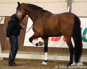 The beginning to teach piaffe is to make the horse lift each leg independently on command