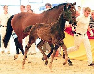 For San Remo (by Furstenball x Stedinger)