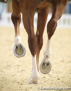Adelinde Cornelissen's Parzival is shod by Dutch team farrier Rob Renirie :: Photo © Astrid Appels