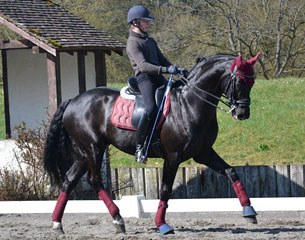 Junior rider Florian Aubin and the black stallion Ronaldo