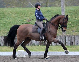 Camille Judet-Cheret on her 13-year old rising Grand Prix horse De Dreux (by De Niro x Rubinstein)