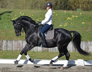 Bertille Perlardy and her sister Perrine's small tour stallion Sable (by Gribaldi x Afrikaner)