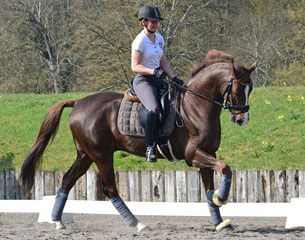 Alizee Roussel on the 6-year old Oldenburg gelding Don Amour de Hus (by Don Primero x Rohdiamant). Don Amour is bred by Haras de Hus in France.