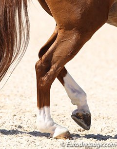 A horse in the piaffe :: Photo © Astrid Appels
