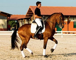 Portuguese trainer Carlos Thomas on Hartstone's Ali Baba