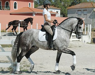 Sarah Warne on her 6-year old Lusitano Batialo