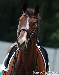 Swedish warmblood Bukowski (by Briar)