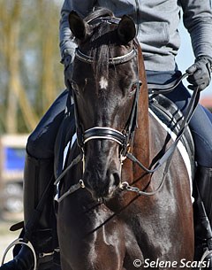 Noble Dream, Trakehner heritage in her face