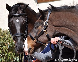 Stars of the future and the past: Noble Dream and Whitni Star