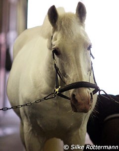 A retired Balagur getting groomed at Monica Theodorescu's yard in Sassenberg, Germany