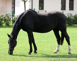 Renaissance provided Monica six new horses to ride