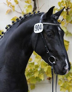 Londero von Worrenburg (by Londontime x Calypso II)