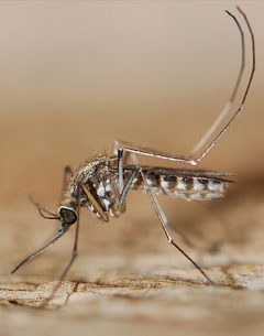 Midges cause sweet itch