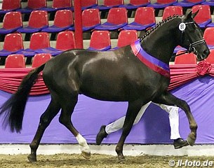 Furstenstein, 2012 Oldenburg Champion of the Under Saddle Licensing :: Photo © LL-foto.de