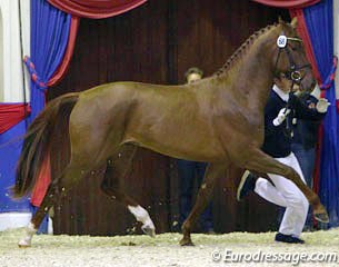 Blue Hors Veneziano (by Vivaldi x Donnerhall x Pik Bube I)