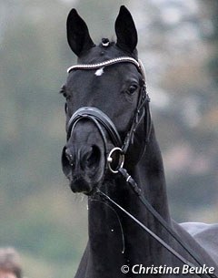 Dancier Noir