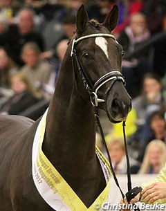 Quattoleur (now named Quantensprung, by Quando Quando x Donnerhall) was the talk of the town at the 2012 Hanoverian Stallion Licensing :: Photo © Christina Beuke