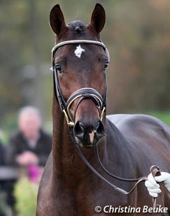 Quvee d'Or (by Quaterback x Lauries Crusador xx)