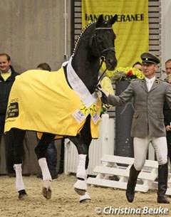 Don Frederico with his rider Ole Kohler at the 2012 Hanoverian Stallion of the Year Ceremony :: Photo © Christina Beuke
