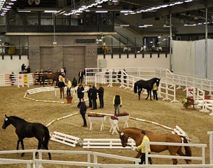 Young stallions being presented at the 2012 Hanoverian Late Licensing :: Photo courtesy Hanoverian Verband