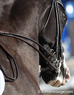 Dressage horse in competition :: Photo © Astrid Appels