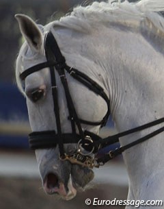 Interesting bridle on Soberano III