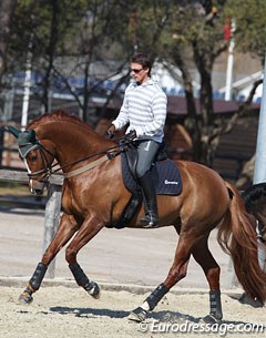 Michael Eilberg schooling British bred super star Woodlander Farouche (by Furst Heinrich x Dimaggio) :: Photo © Astrid Appels