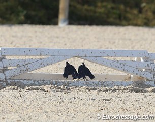 Cute dressage fence with horses' heads