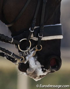 The widest noseband here at the show