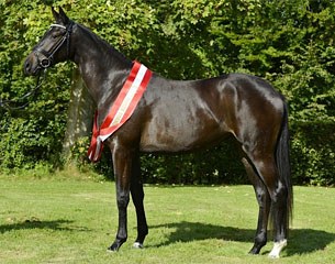 Stigma (by Tailormade Temptation x Sandro Hit)