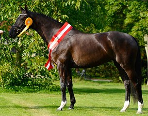 Tirana (by Temptation x Crelido), 2012 Danish Mare of the Year