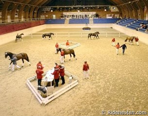 Stallion Inspection Day in Vilhelmsborg :: Photo © Ridehesten.com