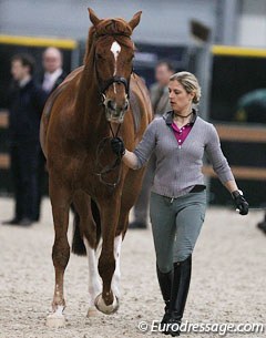 Parzival was untacked and in a snaffle bridle he was "test-jogged" before going to the re-inspection