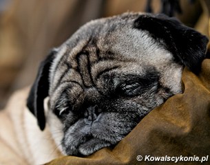 Sleeping pug