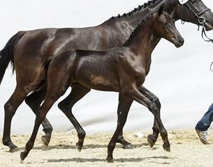 Fiero Nero (by Furstenball x Sergio Rossi)