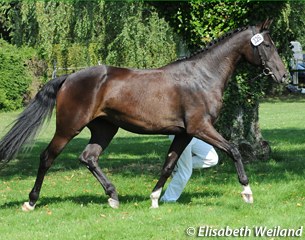 Lissie, champion of the 2013 Swiss Warmblood elite mare show