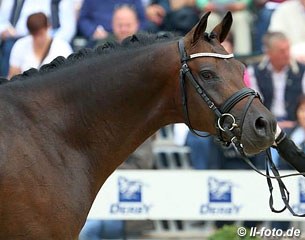 3-year old stallion reserve champion pony D-Day