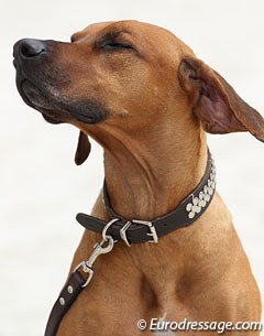 Beautiful German owned Rhodesian Ridgeback