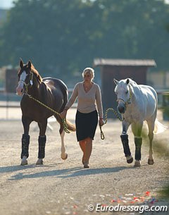 Horses taken on a morning walk :: Photo © Astrid Appels