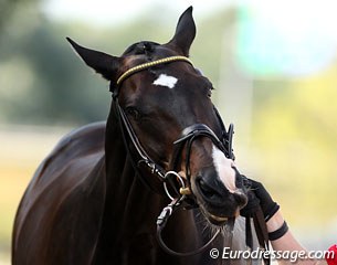 Nathalie zu Sayn-Wittgenstein's Digby is more interesting in nipping her hand than trotting energetically during the jog