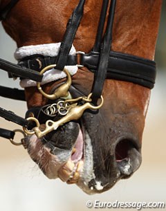 Noseband tightness in competition sport :: Photo © Astrid Appels