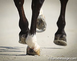 The rhythm in canter :: Photo © Astrid Appels