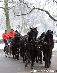 Six Arabo-Friesians drawing a coach across the snowy showgrounds